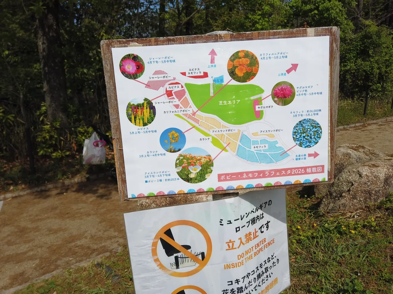 「ポピー・ネモフィラフェスタ2026 植栽図」の看板。ネモフィラ約36,000株・ポピー約20万本・芝生エリアの区画図