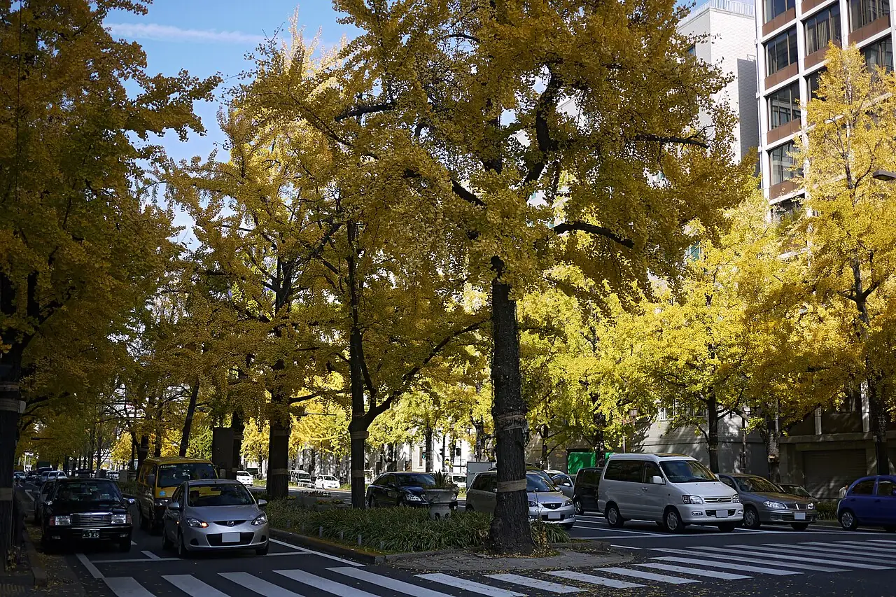 黄葉した御堂筋のイチョウ並木と、その下を走る車
