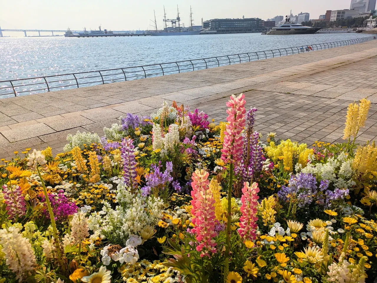横浜の港沿いに咲き誇る色とりどりの花壇