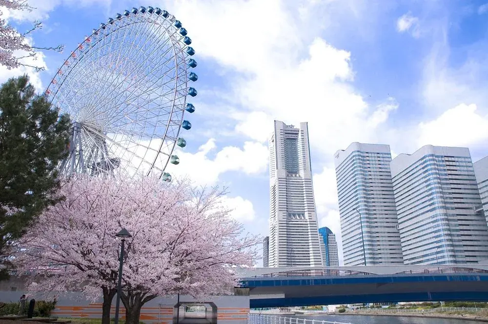 横浜みなとみらいの観覧車とランドマークタワー、手前に満開の桜